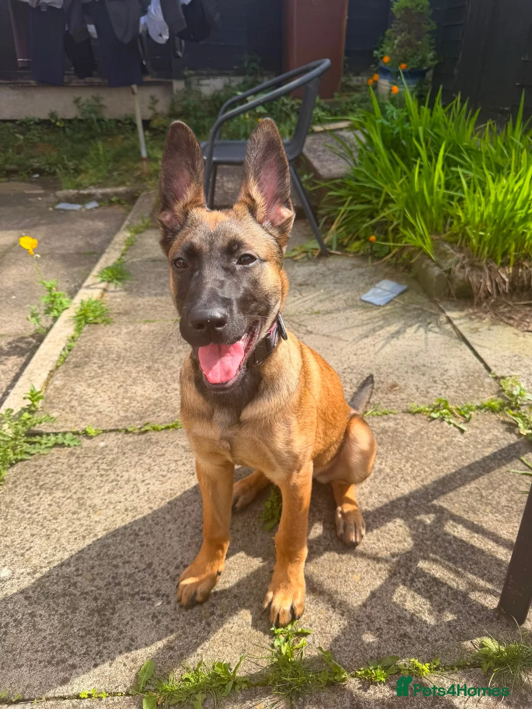 Belgian Shepherd Dog dogs for sale: Dutch herder Female BRN 56036 - Advert 1