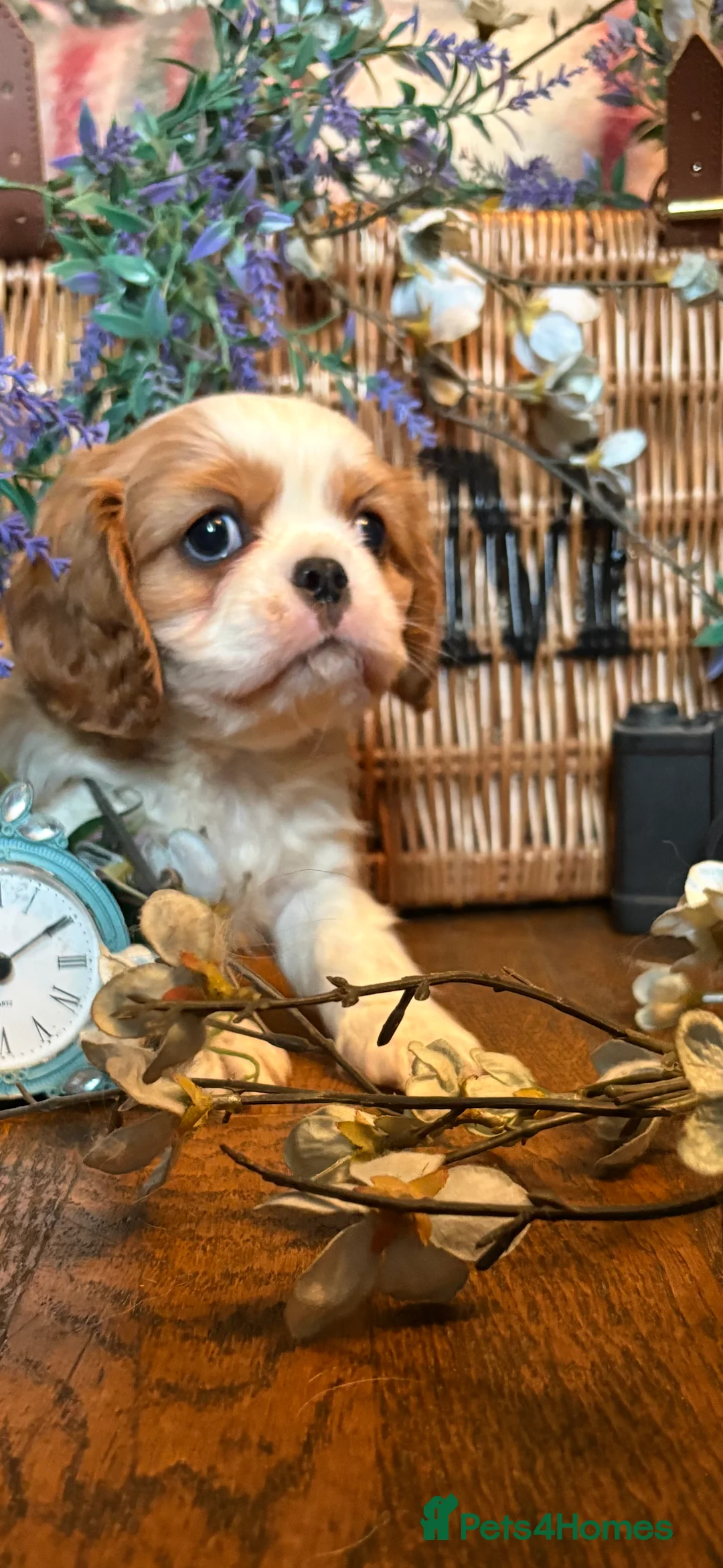 Cavalier King Charles Spaniel dogs for sale: KC PEDIGREE CAVALIER KING CHARLES - Advert 12
