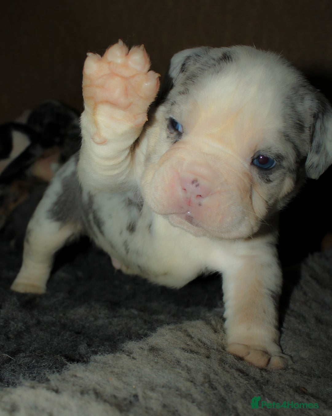 Olde English Bulldogge dogs for sale: Olde English Bulldog puppies - Image 1
