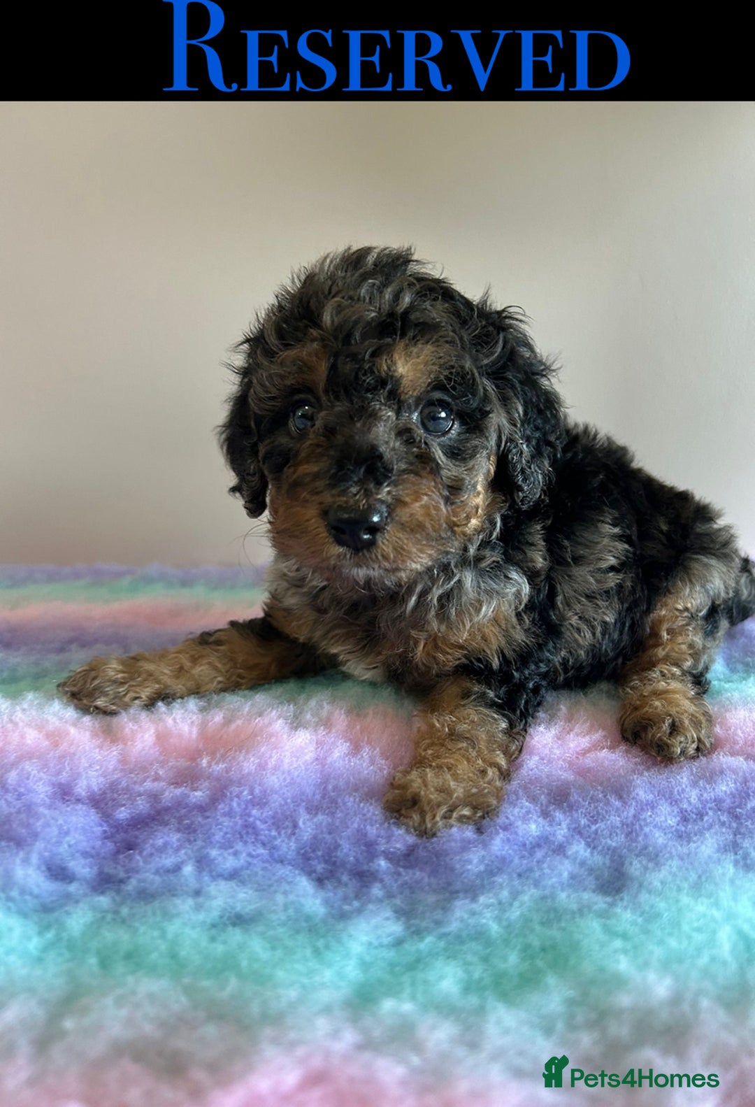 Cavapoo dogs for sale: 1 girl left 💕 f1b cavapoos ready now 🏡 - Image 36