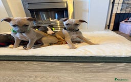 Whippet dogs for sale: 8 Week Old Whippet Puppies  - Advert 4