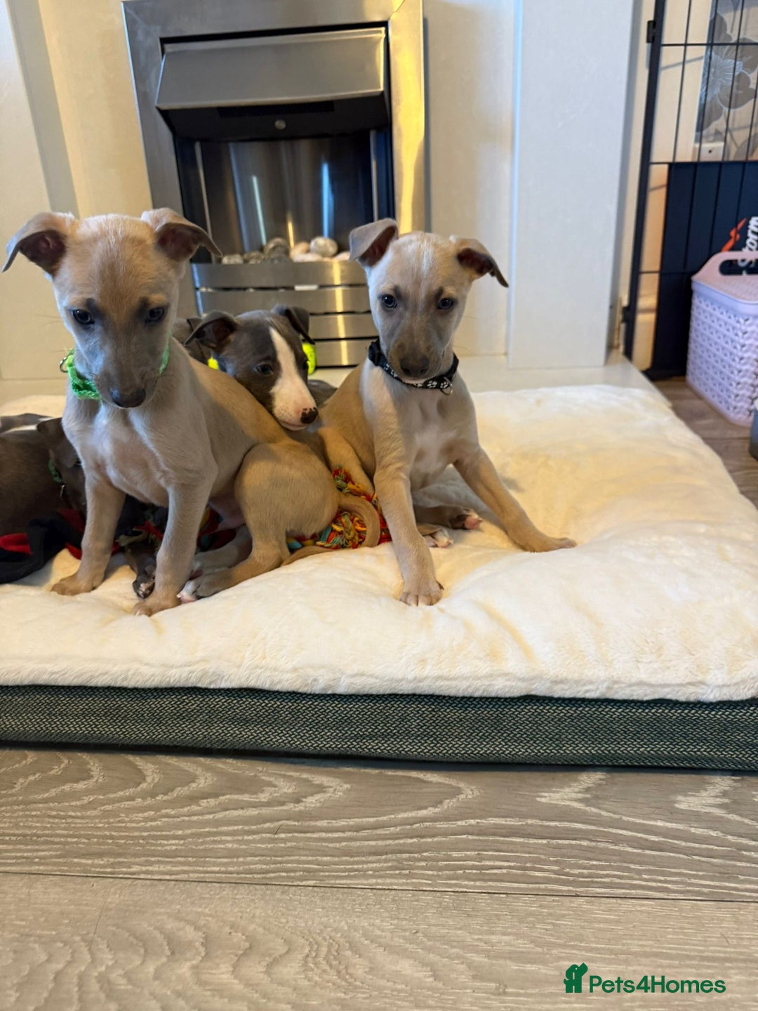 Whippet dogs for sale: 8 Week Old Whippet Puppies  - Advert 4