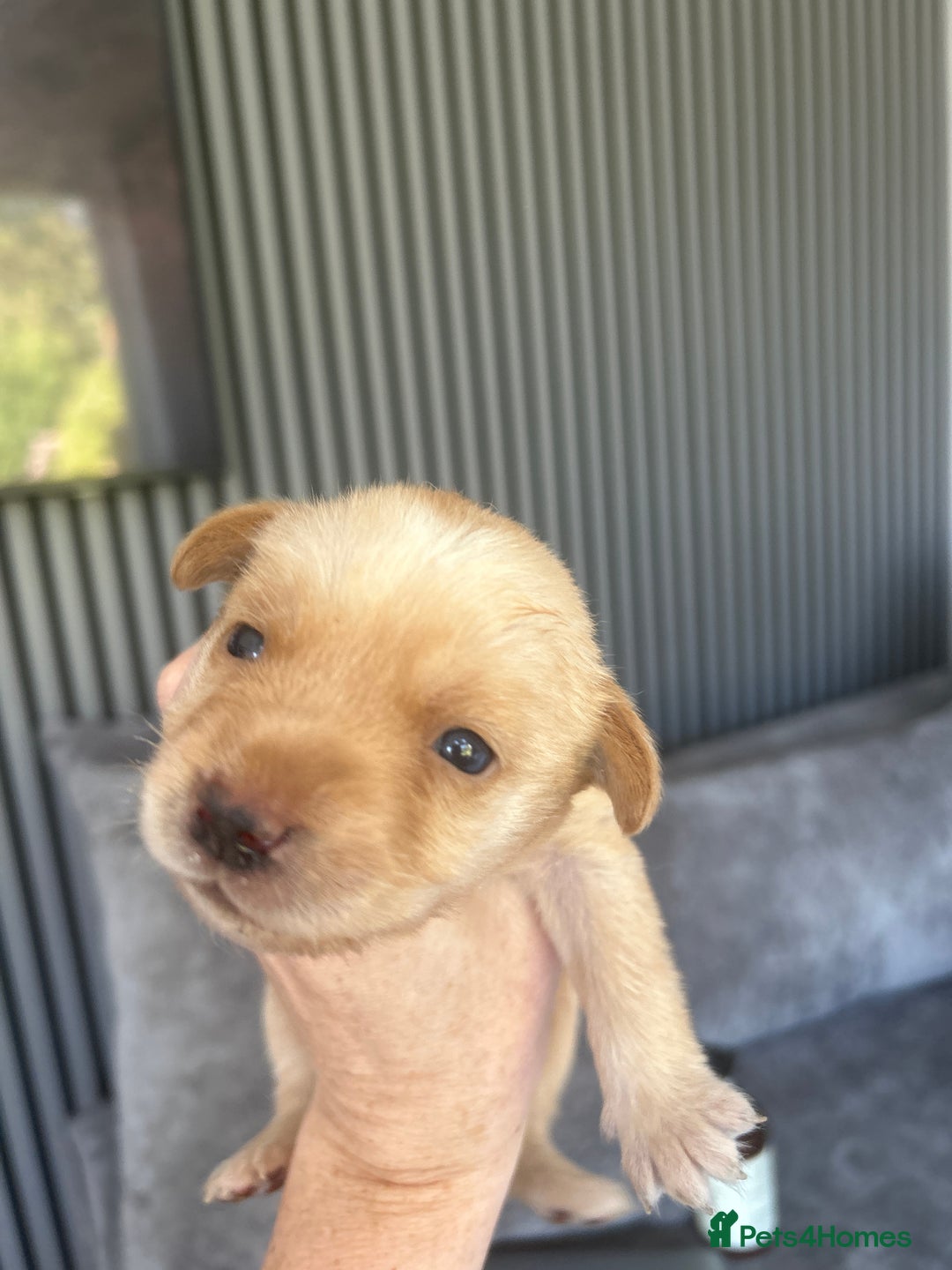 Labrador Retriever dogs for sale: Beautiful Labrador Puppies  - Image 25