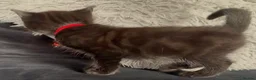 Mixed Breed cats for sale: Beautiful kittens  - Advert 10
