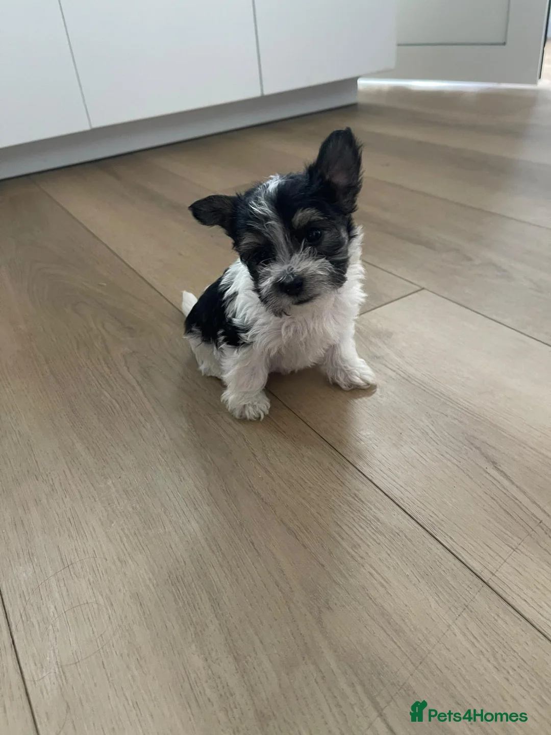 Mixed Breed dogs for sale: Terrier mixed breed puppies  - Advert 11