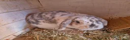 Mini Lop rabbits for sale: Beautiful Mini Lop Doe for sale in Chatham - Advert 4