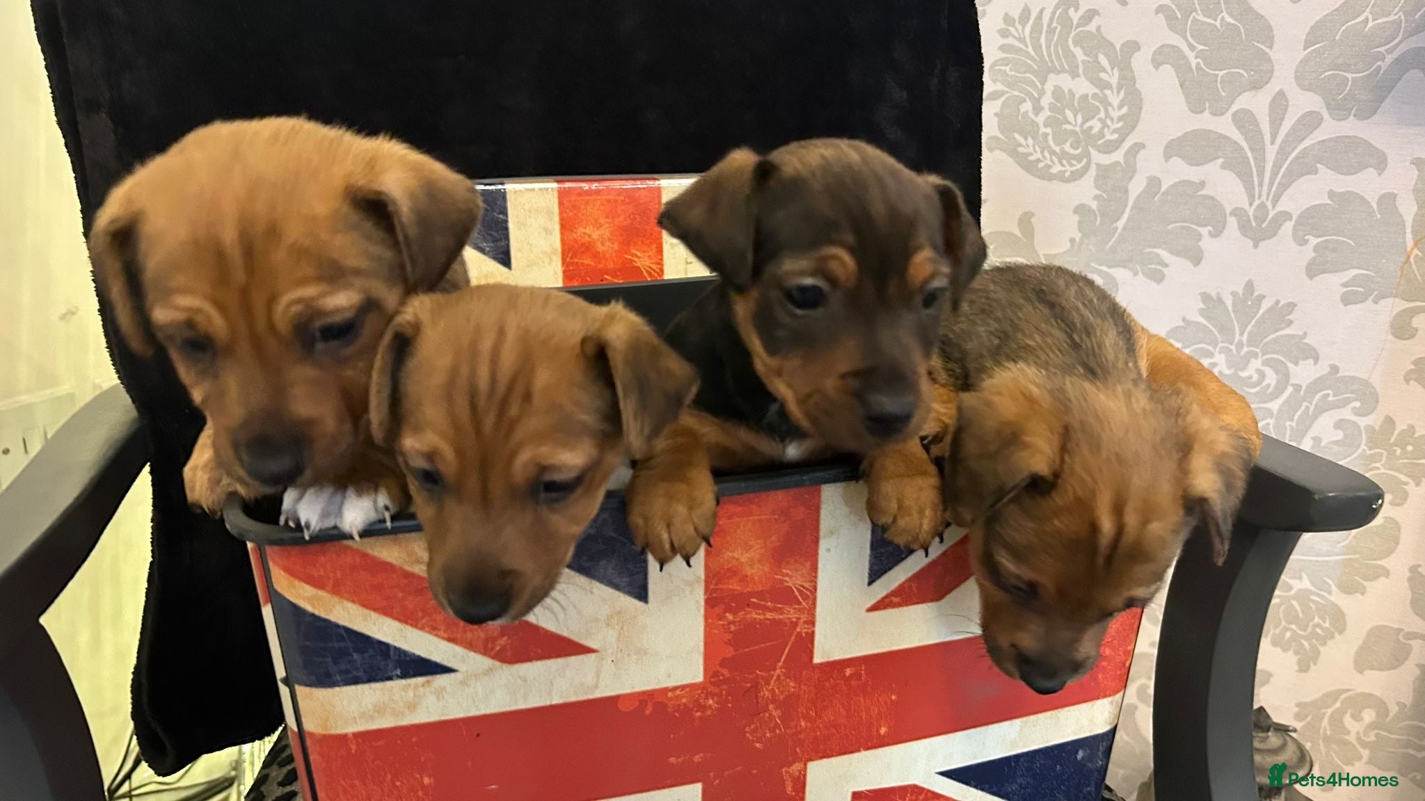 Jack Russell dogs Beautiful Jack Russel Puppies - Advert 2