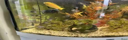 Cichlids fish for sale: Chichlids in Buckingham - Advert 3