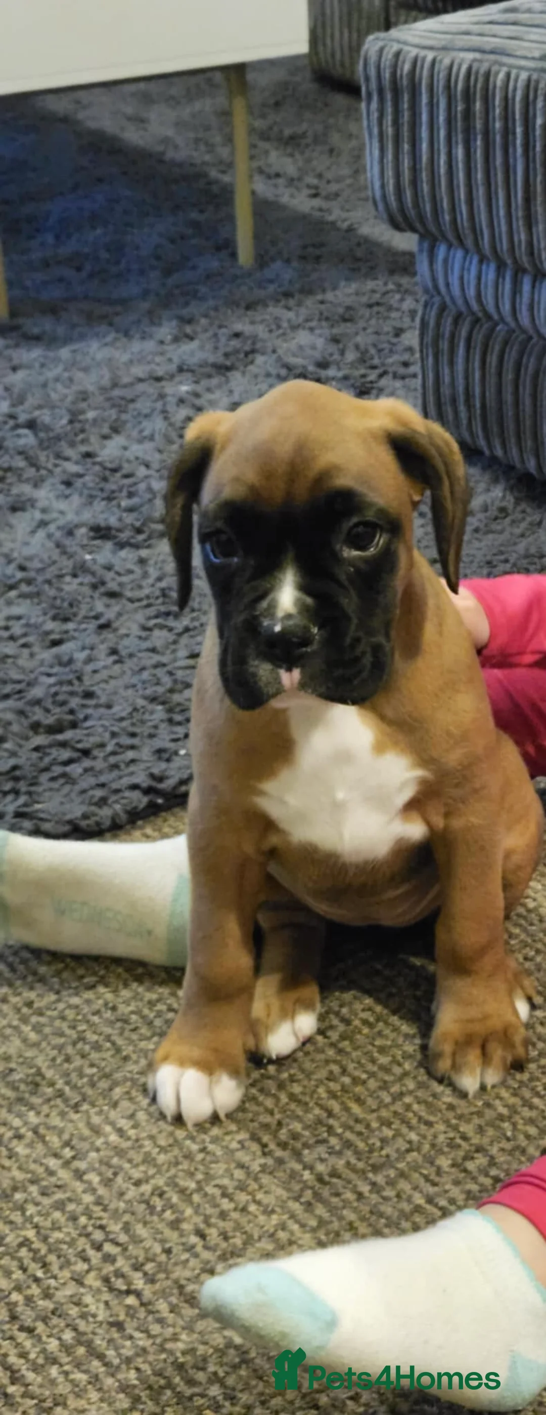 Boxer dogs for sale: Female boxer - Advert 2