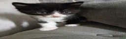Mixed Breed cats for sale: Four babies ready for their FOREVER homes ❤️ - Advert 17