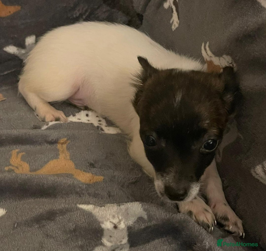 Jack Russell dogs for sale: Miniature jack Russell puppies - Advert 6