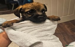Border Terrier dogs for sale: Border terrier  - Image 6
