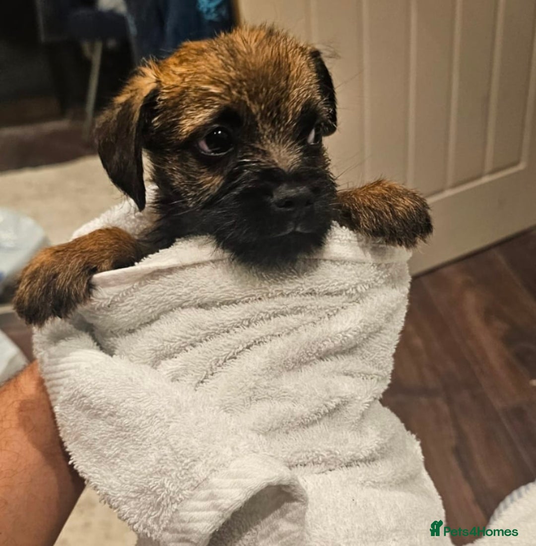 Border Terrier dogs for sale: Border terrier  - Image 6