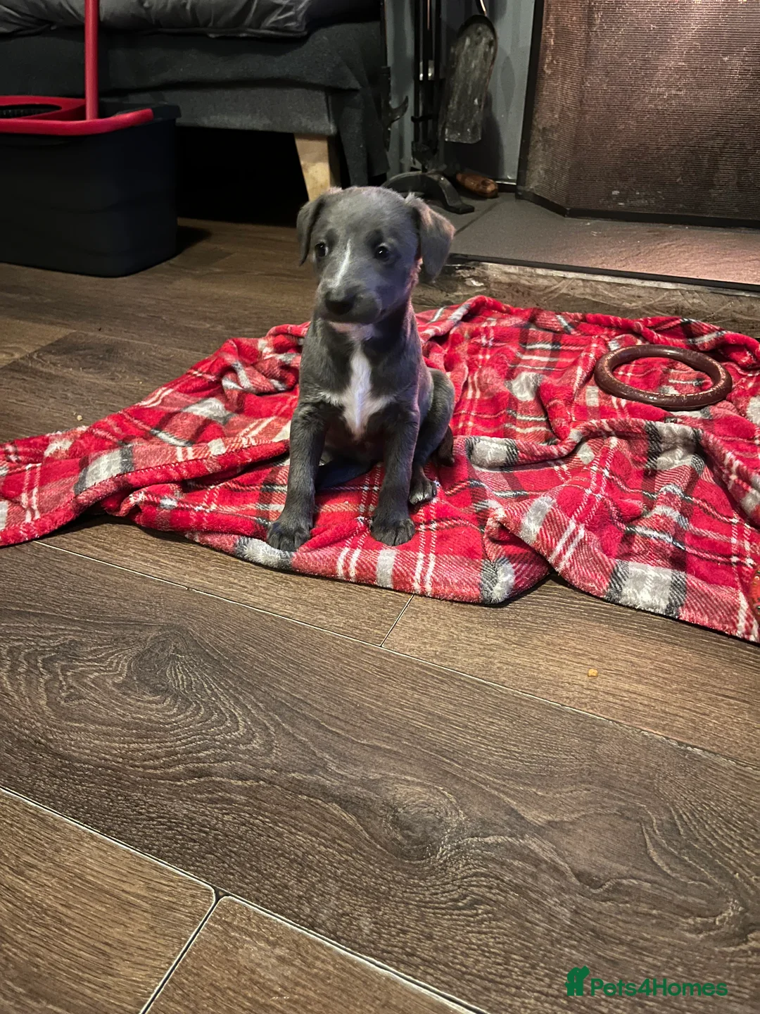 Lurcher dogs for sale: Bedlington Whippet pups for sale - Advert 31