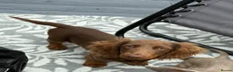 Miniature Dachshund dogs for stud: Long haired miniature dachshund for Stud  - Advert 8