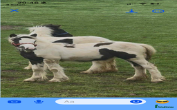 Irish Cob horses for sale: Piper the sweetest little filly  - Image 2