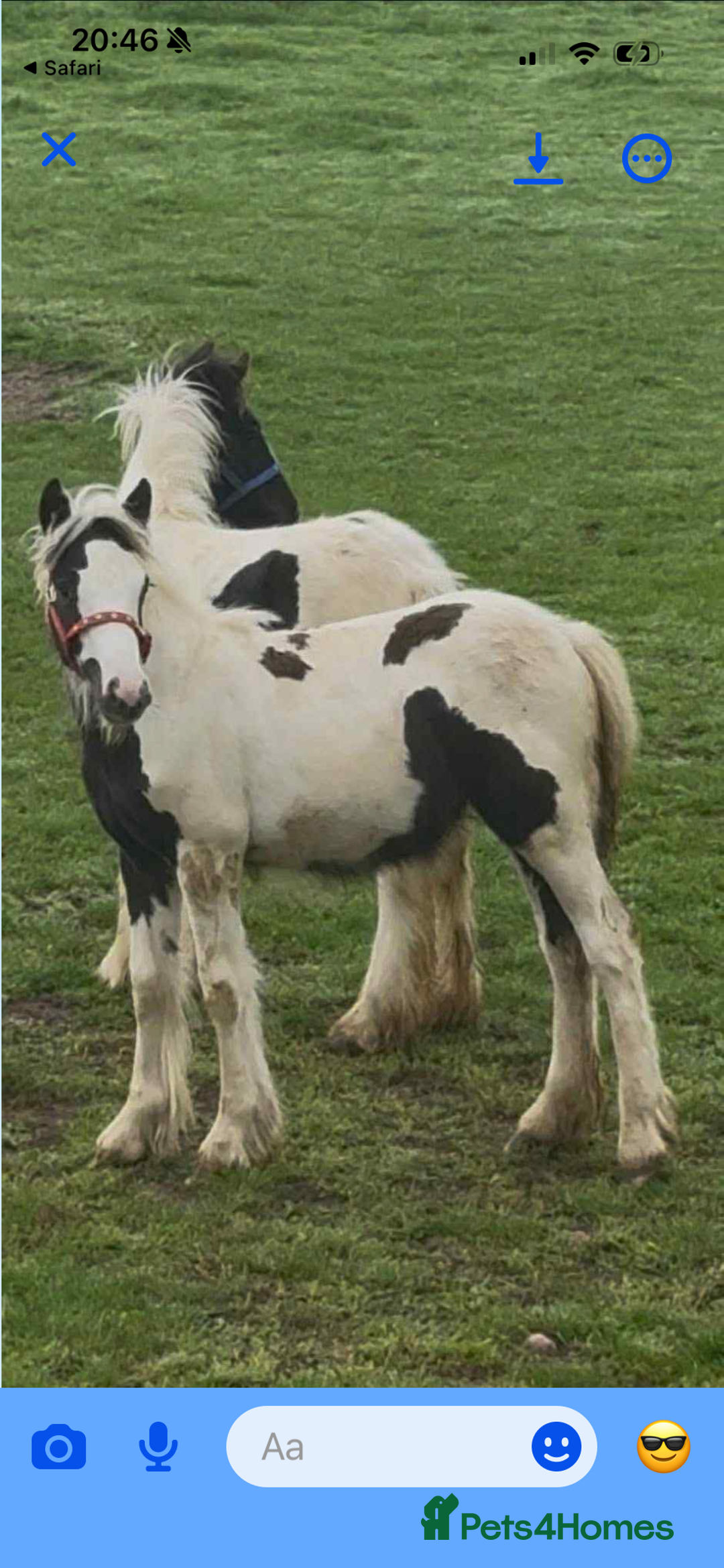 Irish Cob horses for sale: Piper the sweetest little filly  - Image 2