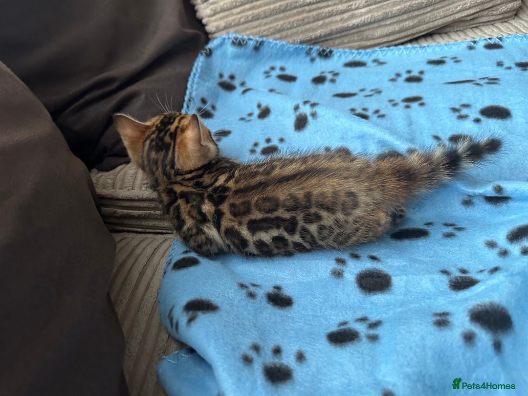Bengal cats for sale: TICA Bengal kittens for sale . 🐱 - Image 4