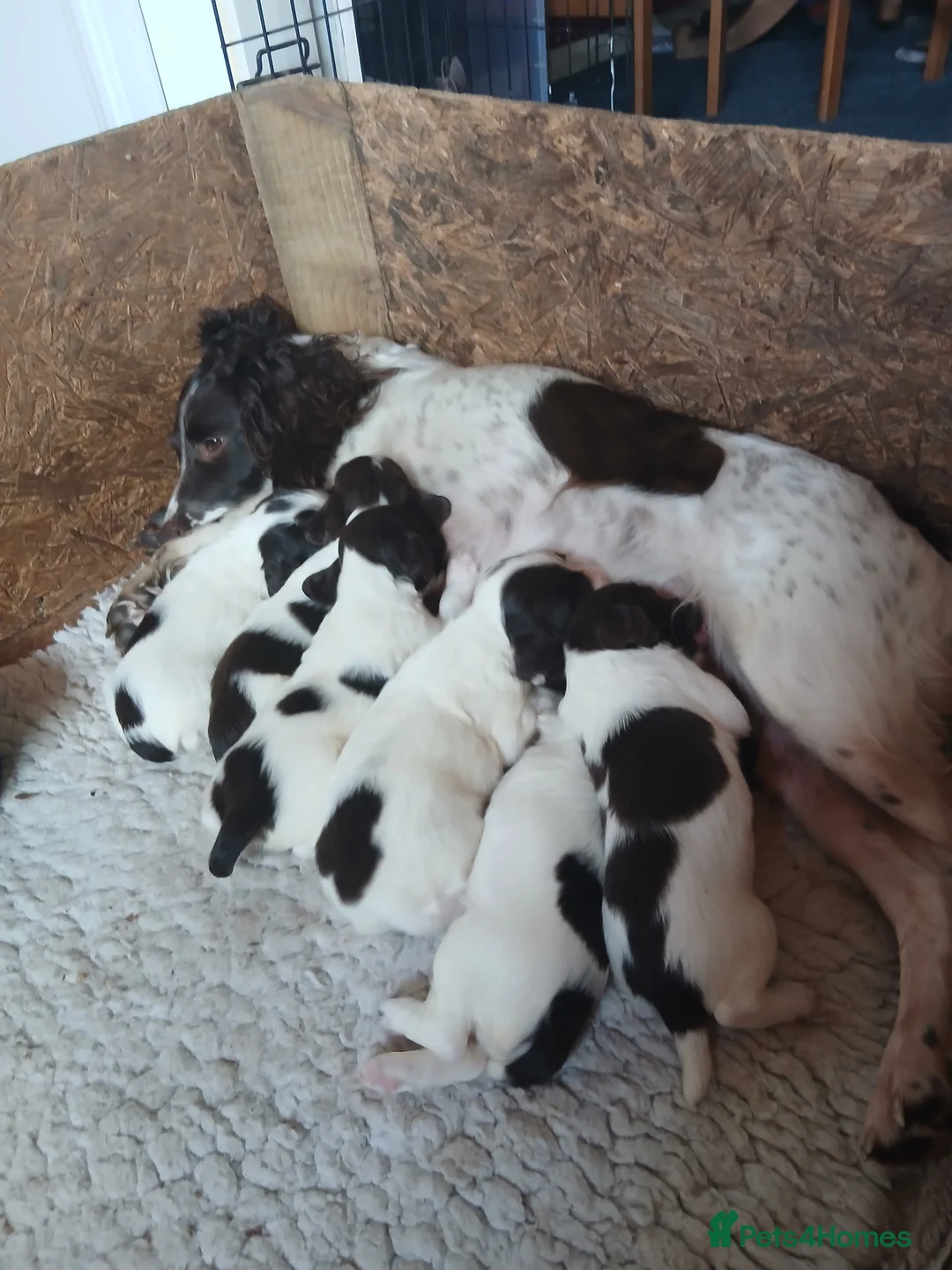 English Springer Spaniel dogs for sale: Springer spaniel pups - Advert 6