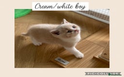 British Shorthair cats for sale: Beautiful GCCF British shorthair kittens - Image 11