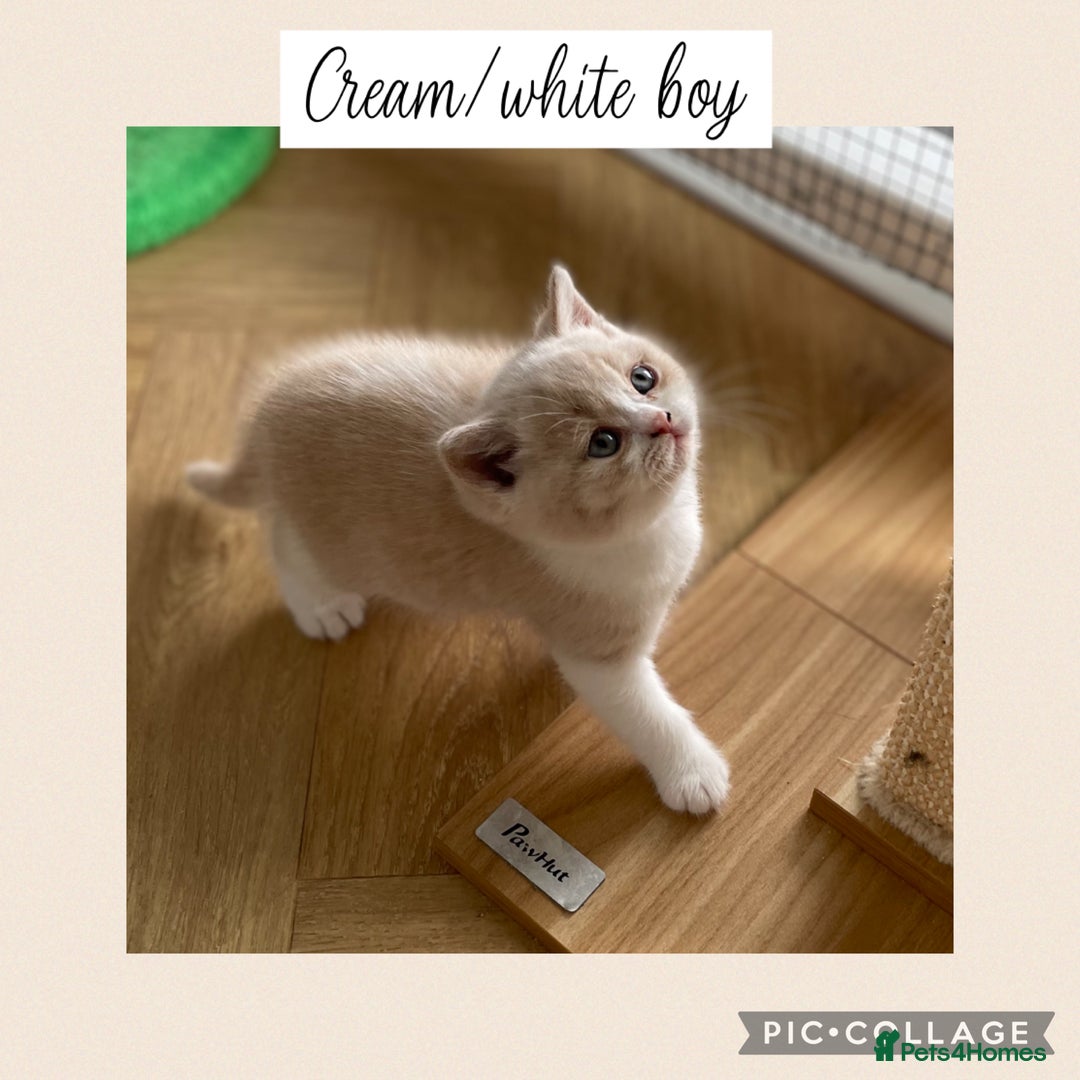 British Shorthair cats for sale: Beautiful GCCF British shorthair kittens - Image 11