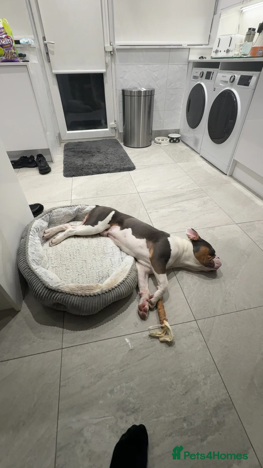 Mixed Breed dogs for sale: Remmie  - Advert 2