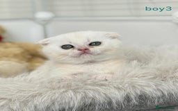 Scottish Fold cats for sale: Scottish straight/fold kittens 😸  - Image 12