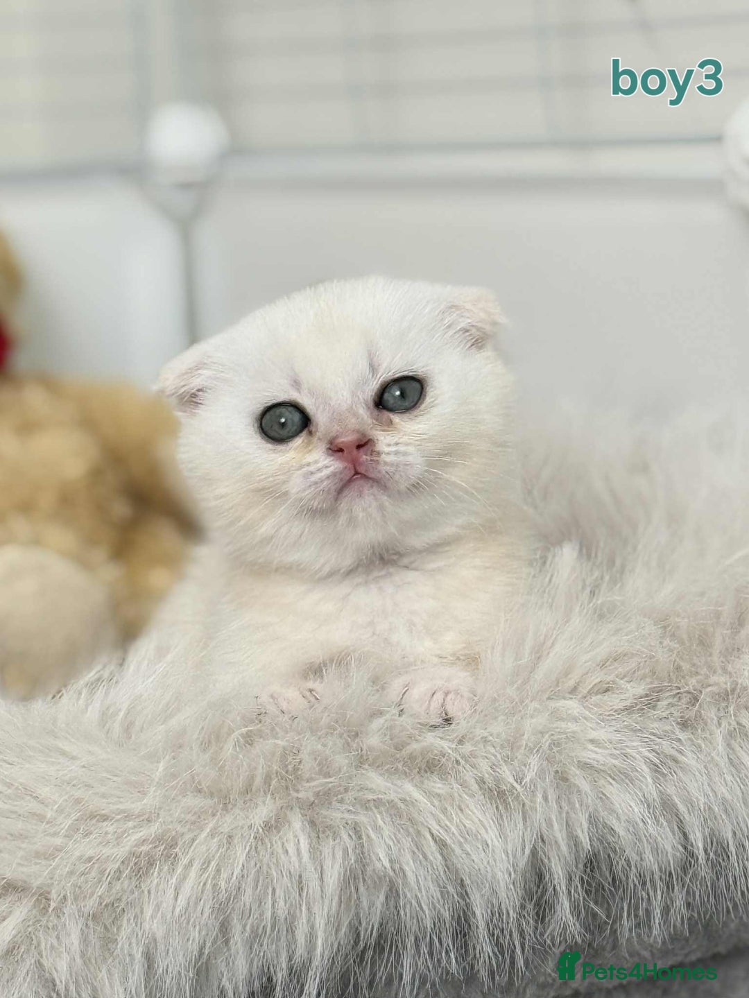 Scottish Fold cats for sale: Scottish straight/fold kittens 😸  - Image 12