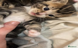 Mixed Breed cats for sale: BengalXTabby kittens LAST BOY LEFT NOW - Image 14