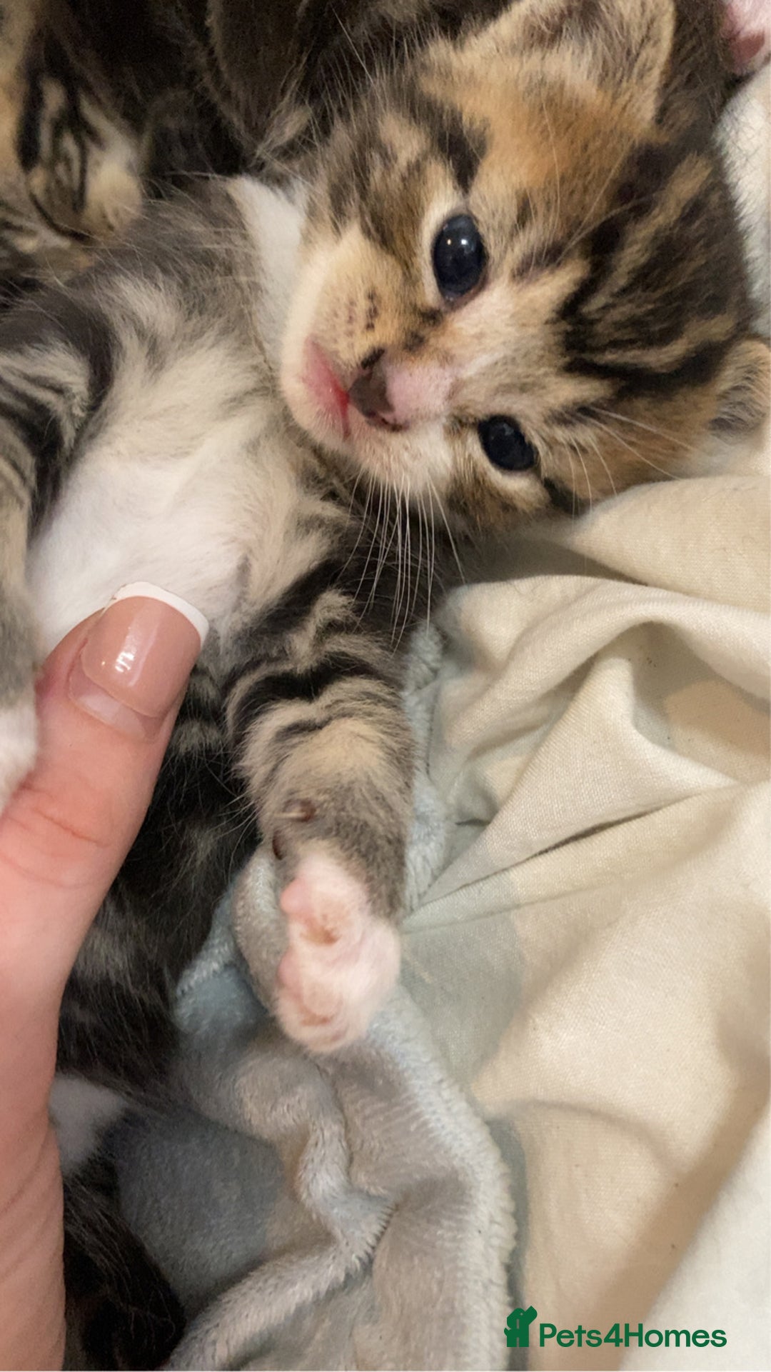 Mixed Breed cats for sale: BengalXTabby kittens LAST BOY LEFT NOW - Image 14