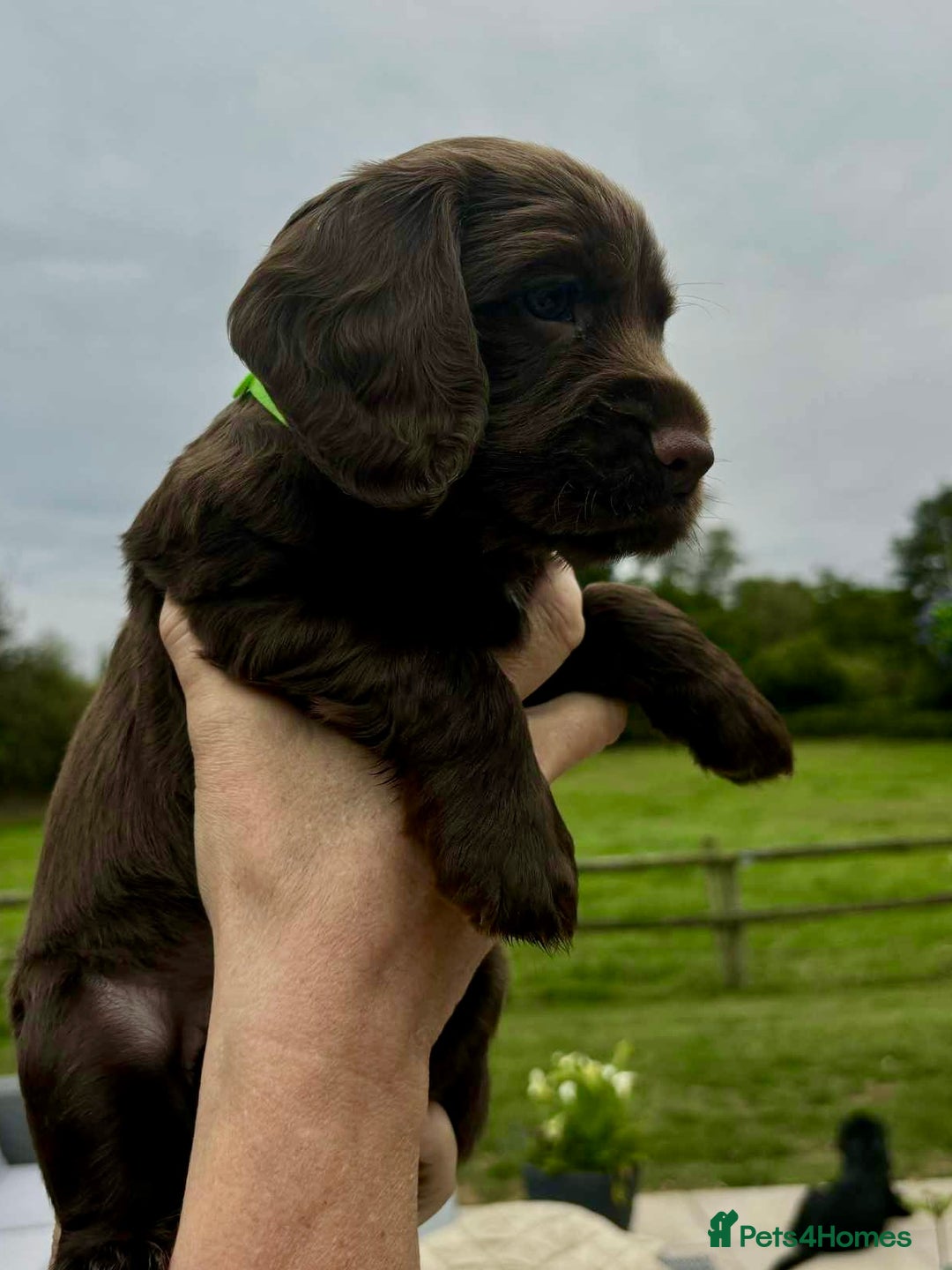 Cocker Spaniel dogs for sale: Cocker Spaniel Purebred Puppies Bitches available - Image 14