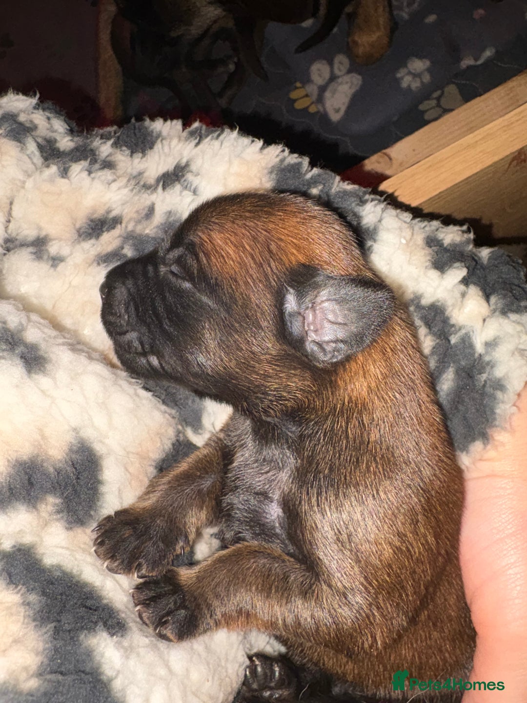 Belgian Shepherd Dog dogs for sale: Belgian Malinois Puppies - Advert 9