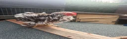 Chickens poultry for sale: Pekin bantam frizzle rooster  - Advert 3