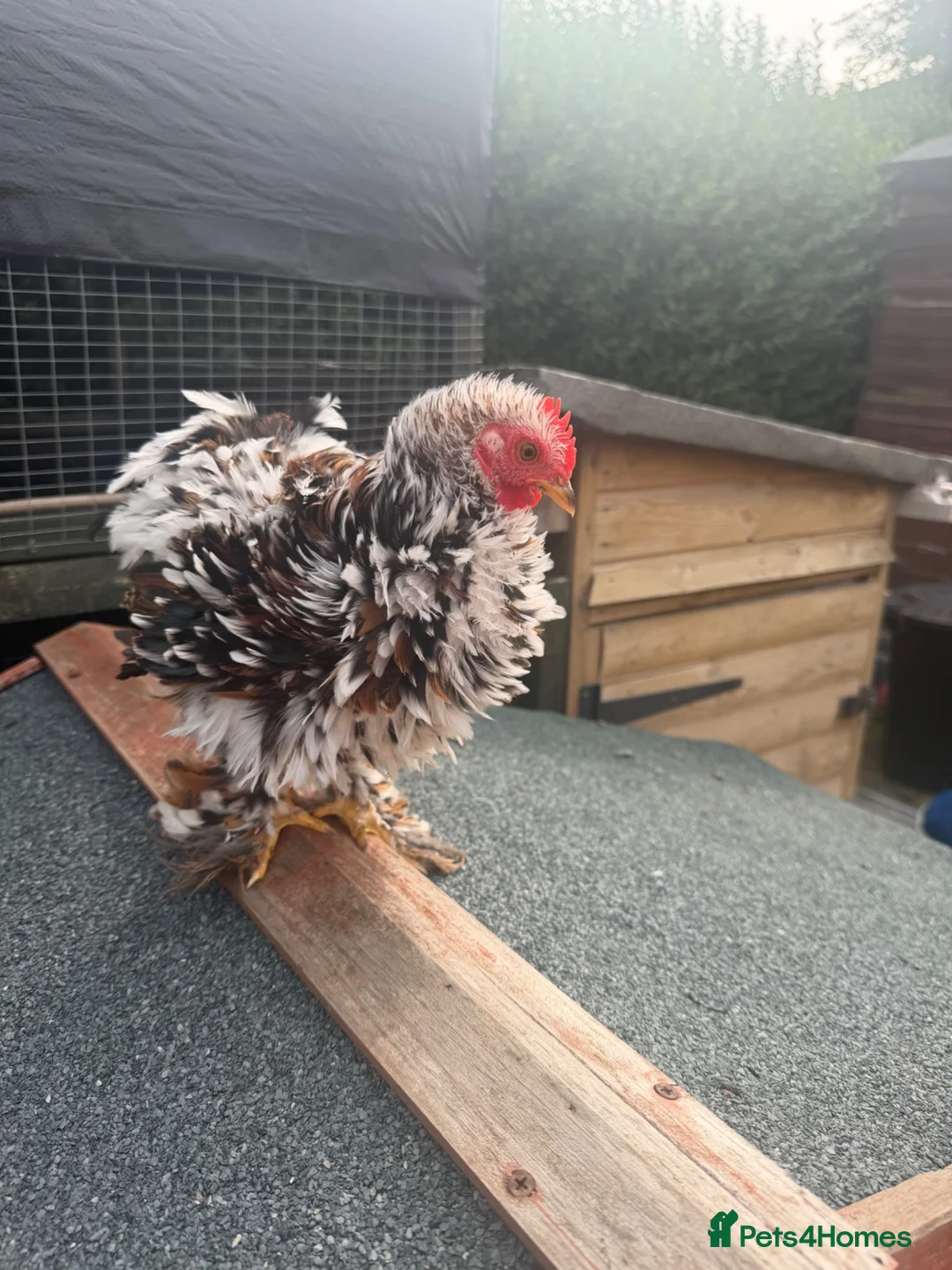 Chickens poultry for sale: Pekin bantam frizzle rooster  - Advert 3