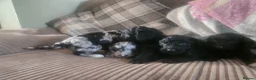 Cockapoo dogs for sale: Cockerpoo pups  - Advert 4