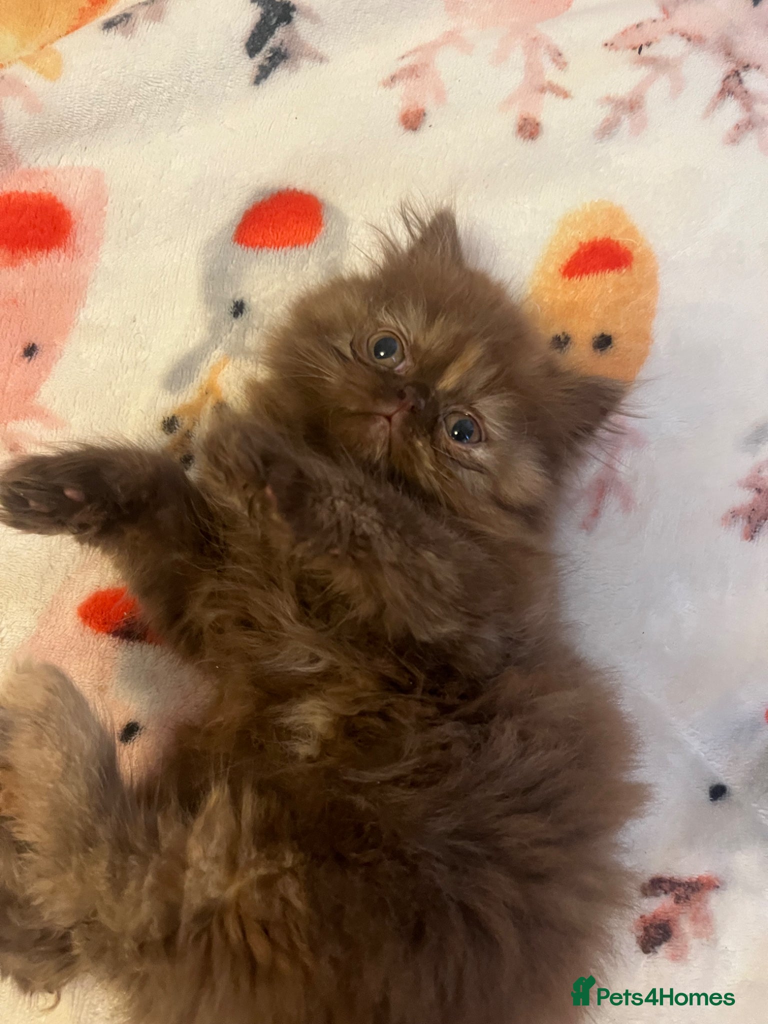 Exotic cats Beautiful Exotic Female Kitten 🤎 - Advert 15