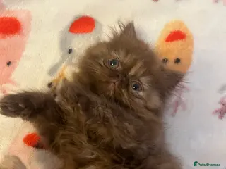 Exotic cats Beautiful Exotic Female Kitten 🤎 - Advert 18