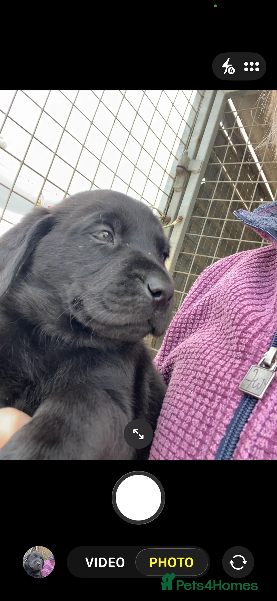 Labrador Retriever dogs for sale: Black Labrador Puppies  - Advert 2