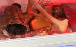 Corn Snake reptiles for sale: 4 year old corn snake  - Image 4