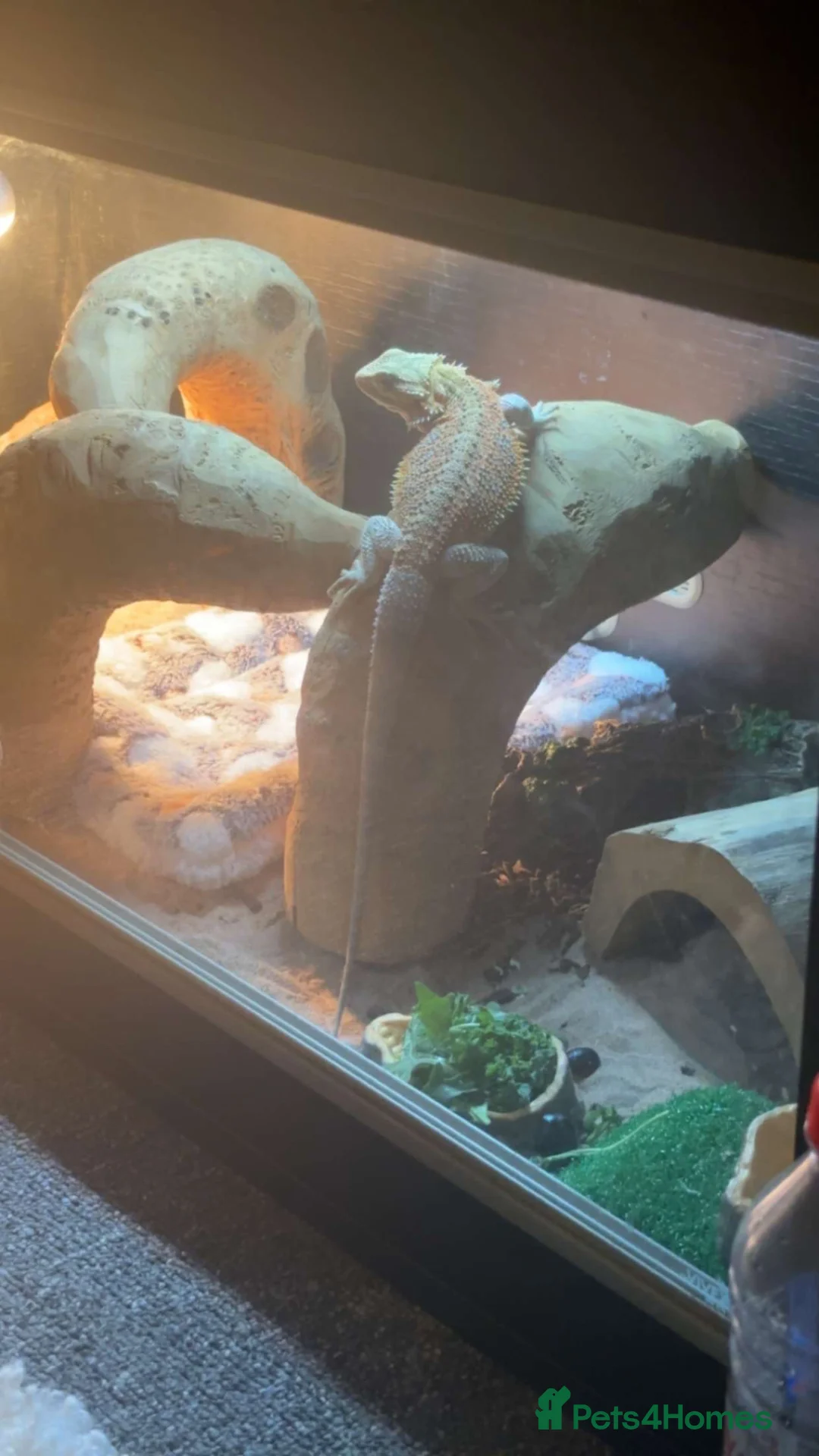 Bearded Dragon reptiles for sale: Bearded dragon  - Advert 2