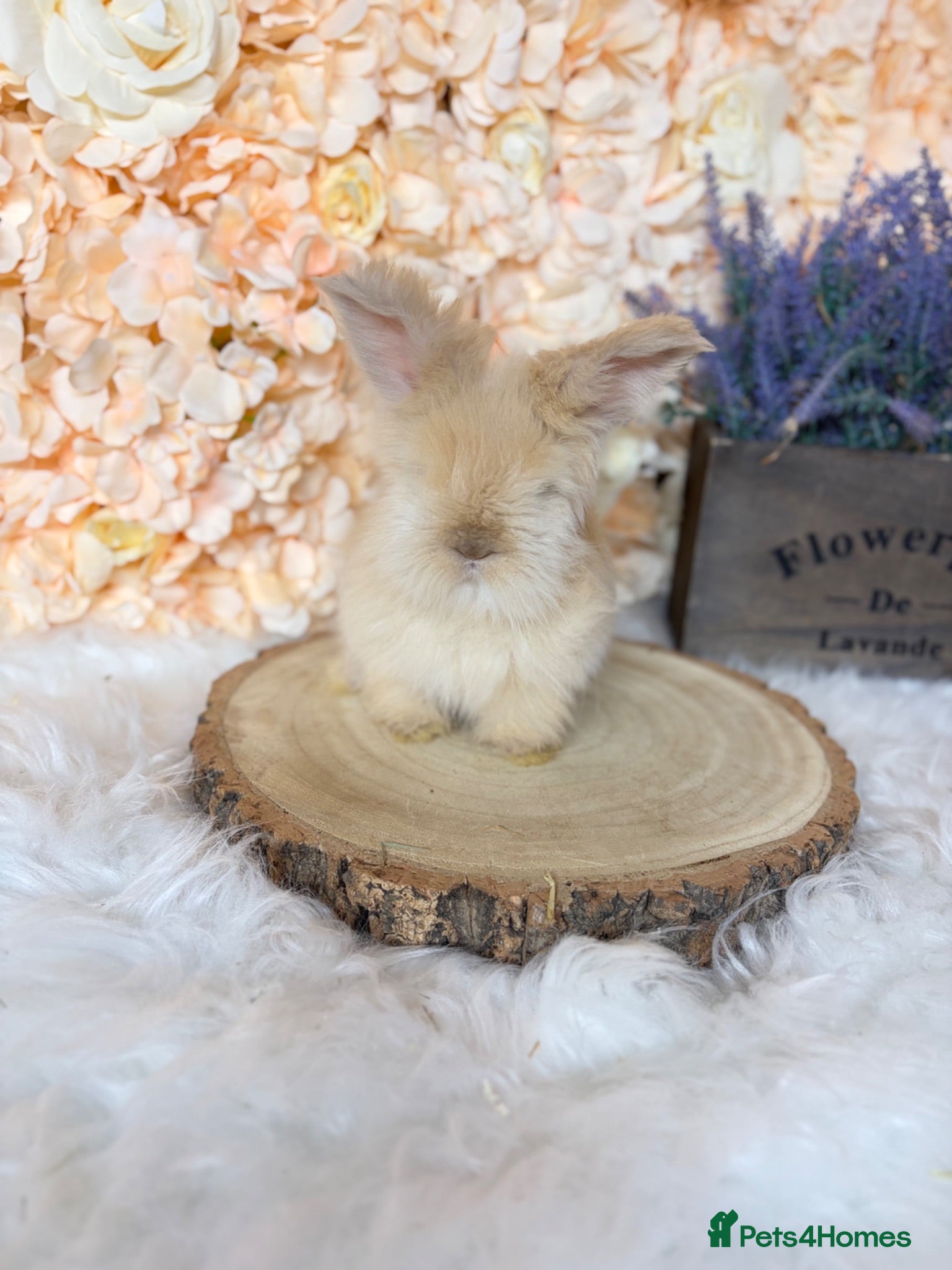 Angora rabbits 🌟 PEDIGREE ENGLISH ANGORA 🌟 - Advert 1