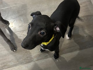 Whippet dogs Whippet pups 2 black girls left lovely pups - Advert 16