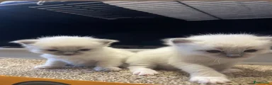 Ragdoll 6