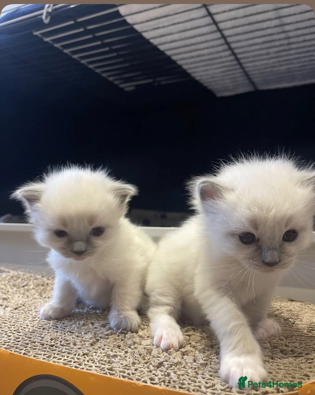 Ragdoll cats for sale: Blue tip ragdolls  - Advert 1