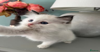 Ragdoll cats - Advert 8
