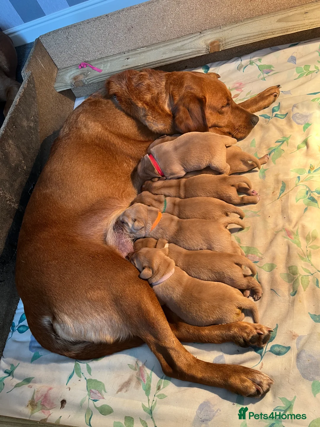 Labrador Retriever dogs for sale: Pedigree Fox Red Labrador Puppies in Spalding - Advert 1