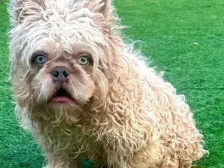 French Bulldog dogs MR NOODLES 🧸TEDDY BEAR FLOODLE COAT 🧥 FRENCHIE - Advert 1