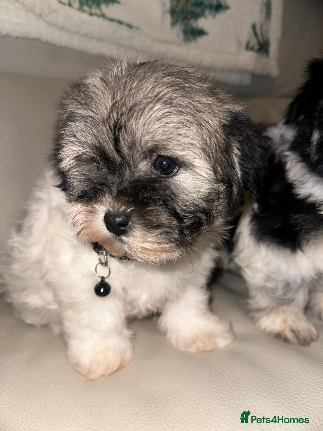 Malshi dogs for sale: Maltese x shih tzu - Malshi puppies - Advert 5