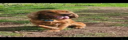 Cocker Spaniel dogs for stud: Cocker spaniel stud in Carluke - Advert 3