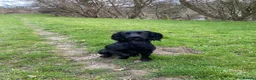 Cocker Spaniel dogs for sale: KC Reg working cocker spaniel puppies in Knighton - Advert 3